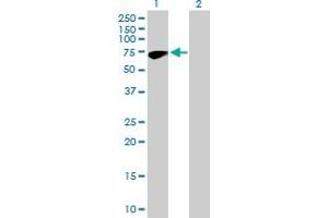 Western Blot analysis of ZNF317 expression in transfected 293T cell line by ZNF317 MaxPab polyclonal antibody. (ZNF317 抗体  (AA 1-595))
