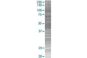 ORC4L transfected lysate. (ORC4L 293T Cell Transient Overexpression Lysate(Denatured))