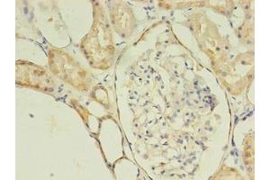 Immunohistochemistry of paraffin-embedded human kidney tissue using ABIN7175077 at dilution of 1:100 (C1ORF53 抗体  (AA 46-116))