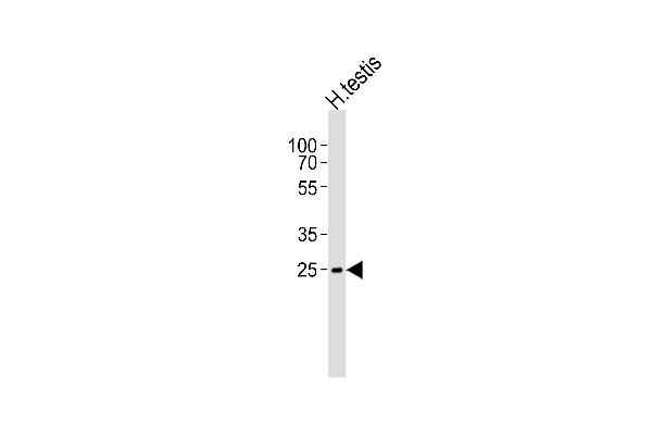 STPG1 anticorps  (C-Term)