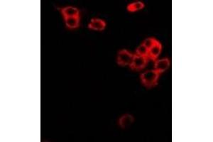 Immunofluorescence (IF) image for anti-CD86 (CD86) antibody (ABIN7307632)