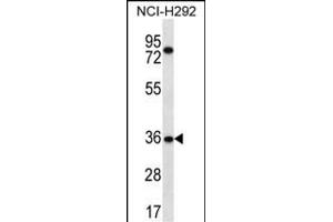 TSGA13 Antibody (C-term) (ABIN656582 and ABIN2845844) western blot analysis in NCI- cell line lysates (35 μg/lane). (TSGA13 抗体  (C-Term))