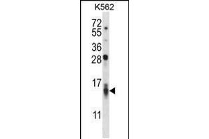 Western blot analysis in K562 cell line lysates (35ug/lane). (CCL15 抗体  (C-Term))