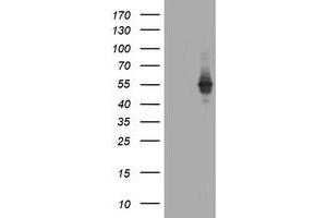 Image no. 3 for anti-TAP Binding Protein-Like (TAPBPL) antibody (ABIN1501301) (TAPBPL 抗体)