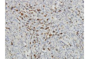 Immunoperoxidase of monoclonal antibody to IDO1 on formalin-fixed paraffin-embedded human spleen. (IDO1 抗体  (AA 1-403))