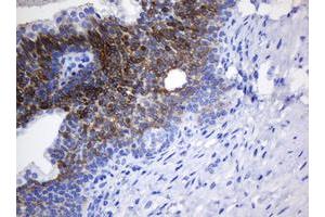 Image no. 1 for anti-N-Acetylneuraminic Acid Phosphatase (NANP) antibody (ABIN1499639) (NANP 抗体)