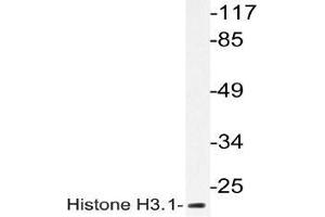 Western blot analysis of Histone H3. (Histone H3.1 抗体)