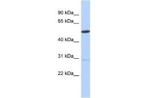 WB Suggested Anti-ZNF529 Antibody Titration:  0. (ZNF529 抗体  (N-Term))