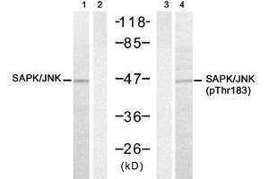 Western blot analysis of extracts from 293 cell using SAPK/JNK (Ab-183) Antibody (E021241, Lane 1, 2) and SAPK/JNK (phospho-Thr183) antibody (E011249, Lane3, 4). (SAPK, JNK (pThr183) 抗体)