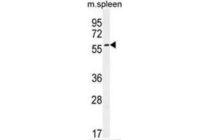 CE037 Antibody (C-term) western blot analysis in mouse spleen tissue lysates (35µg/lane).
