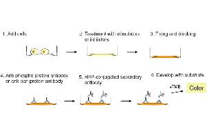 Cell-Based protein phosphorylation procedure (STAT5A ELISA 试剂盒)
