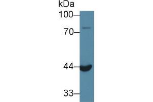 Western Blot; Sample: Mouse Kidney lysate; Primary Ab: 1µg/ml Rabbit Anti-Rat ACP6 Antibody Second Ab: 0. (ACP6 抗体  (AA 33-413))