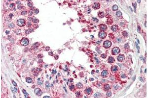 Human Testis (formalin-fixed, paraffin-embedded) stained with COX4I1 antibody ABIN461950 at 2. (COX IV 抗体  (AA 154-166))