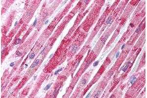 anti-TRAF Family Member-Associated NFKB Activator (TANK) (N-Term) antibody