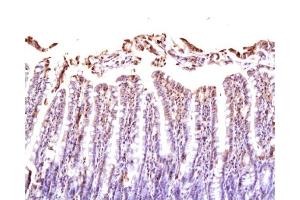 Formalin-fixed and paraffin embedded rat small intestine labeled Anti-NRP1/CD304 Polyclonal Antibody, Unconjugated  at 1:200, followed by conjugation to the secondary antibody and DAB staining (Neuropilin 1 抗体  (AA 851-923))