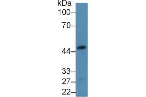 Western Blot; Sample: Mouse Heart lysate; Primary Ab: 2µg/mL Rabbit Anti-Human ALDOA Antibody Second Ab: 0. (ALDOA 抗体  (AA 18-273))