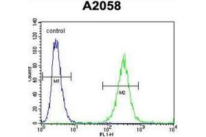 Flow cytometric analysis of A2058 cells using GAB4 Antibody (N-term) Cat. (GAB4 抗体  (N-Term))