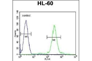 ELMD2 Antibody (C-term) (ABIN655927 and ABIN2845321) flow cytometric analysis of HL-60 cells (right histogram) compared to a negative control cell (left histogram). (ELMOD2 抗体  (C-Term))