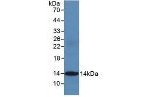Detection of Recombinant CYCS, Human using Monoclonal Antibody to Cytochrome C (CYCS) (Cytochrome C 抗体  (AA 5-100))