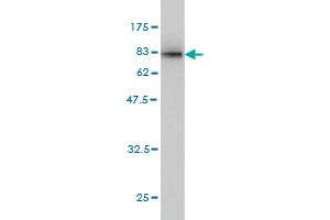 Western Blotting (WB) image for anti-Karyopherin alpha 1 (Importin alpha 5) (KPNA1) (AA 1-538) antibody (ABIN561614)