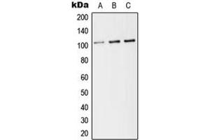 Western blot analysis of CD141 expression in HEK293T (A), Raw264. (Thrombomodulin 抗体  (C-Term))
