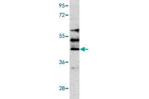 Western blot analysis of HepG2 cell lysate (35 ug/lane) with STK24 polyclonal antibody . (STK24 抗体  (C-Term))