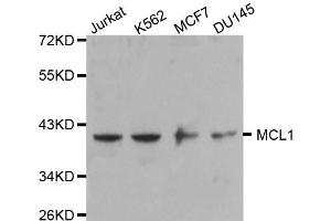 Western blot analysis of extracts of various cell lines, using MCL1 antibody (ABIN5970164). (MCL-1 抗体)