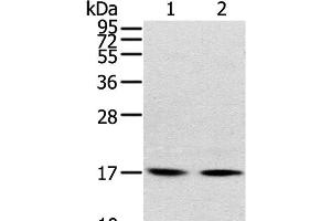 Western Blot analysis of Human normal liver tissue and hepg2 cell using RPLP1 Polyclonal Antibody at dilution of 1:400 (RPLP1 抗体)