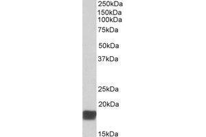 AP21512PU-N CIRBP antibody staining of Mouse Testis lysate at 0. (CIRBP 抗体  (C-Term))