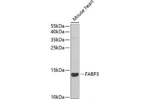 Western blot analysis of extracts of Mouse heart using FABP3 Polyclonal Antibody at dilution of 1:1000. (FABP3 抗体)