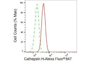 anti-Cathepsin H (CTSH) antibody