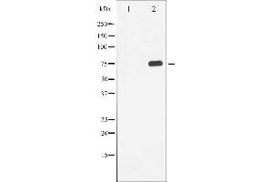 Western blot analysis of Tau phosphorylation expression in HeLa whole cell lysates,The lane on the left is treated with the antigen-specific peptide. (MAPT 抗体  (pSer214))