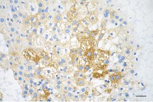 Immunohistochemistry was performed on paraffin-embedded mouse liver using IGF2BP2 antibody (ABIN7799051), 1:200). (Recombinant IGF2BP2 抗体)