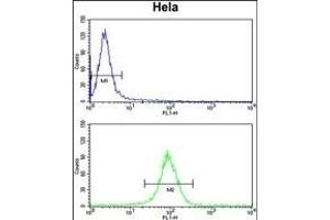 NAT13 Antibody (C-term) (ABIN651251 and ABIN2840154) flow cytometry analysis of Hela cells (bottom histogram) compared to a negative control cell (top histogram). (NAA50 抗体  (C-Term))