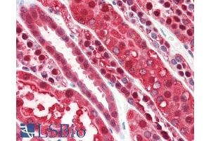 ABIN185729 (5µg/ml) staining of paraffin embedded Human Kidney. (PEBP1 抗体  (Internal Region))