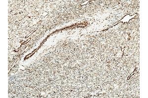 Immunohistochemistry analysis using Rabbit Anti-Kir4. (KCNJ10 抗体  (APC))