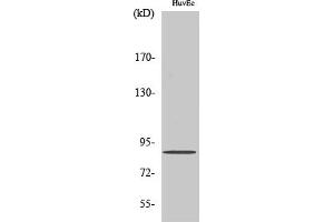 Western Blot analysis of various cells using Cyclin F Polyclonal Antibody diluted at 1:500.