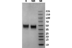 SDS-PAGE (SDS) image for Fc Fragment of IgG, Low Affinity IIIb, Receptor (CD16b) (FCGR3B) (AA 17-200) protein (His-Avi Tag,Biotin) (ABIN7536876)