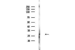 anti-Dual Specificity Phosphatase 19 (DUSP19) (Internal Region) antibody