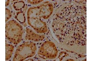 IHC image of ABIN7155407 diluted at 1:300 and staining in paraffin-embedded human kidney tissue performed on a Leica BondTM system. (Histone 2b (HIST1H2BL) (AA 2-126) 抗体)
