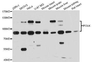Western blot analysis of extracts of various cell lines, using POLK antibody. (POLK 抗体)