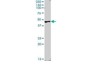 ANGPTL4 MaxPab rabbit polyclonal antibody. (ANGPTL4 抗体  (AA 1-406))