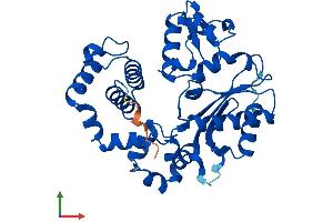 Protein Structure (PS) image for Polymerase (DNA Directed), beta (POLB) (AA 1-335) protein (His tag) (ABIN7559559)