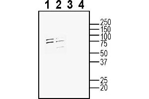 Western blot analysis of mouse J774 macrophage cell line lysate (lanes 1 and 3) and mouse  microglia cell line lysate (lanes 2 and 4): 1-2. (ADORA1 抗体  (Extracellular))