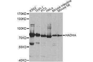 Western blot analysis of extracts of various cell lines, using HADHA antibody. (HADHA 抗体  (AA 484-763))
