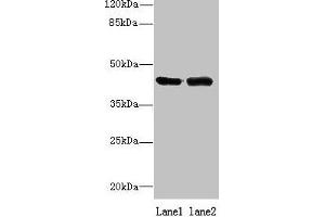 Western blot All lanes: NIF3L1 antibody at 0. (NIF3L1 抗体  (AA 1-377))