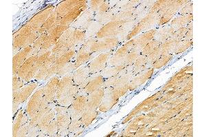 ABIN6258122 and ABIN6275069 at 1/100 staining Rat skin tissue by IHC-P. (PRIM1 抗体  (C-Term))