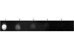 Dot Blot results of Goat F(ab')2 Anti-Human IgG Antibody Texas Conjugated.