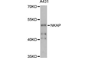 Western blot analysis of extracts of A-431 cells, using NKAP antibody (ABIN6290675) at 1:3000 dilution. (NKAP 抗体)