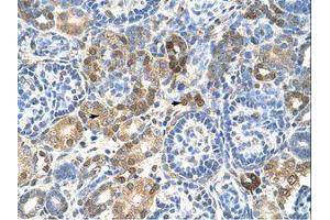 Image no. 1 for anti-Heterogeneous Nuclear Ribonucleoprotein L (HNRNPL) (AA 26-75) antibody (ABIN203304) (HNRNPL 抗体  (AA 26-75))